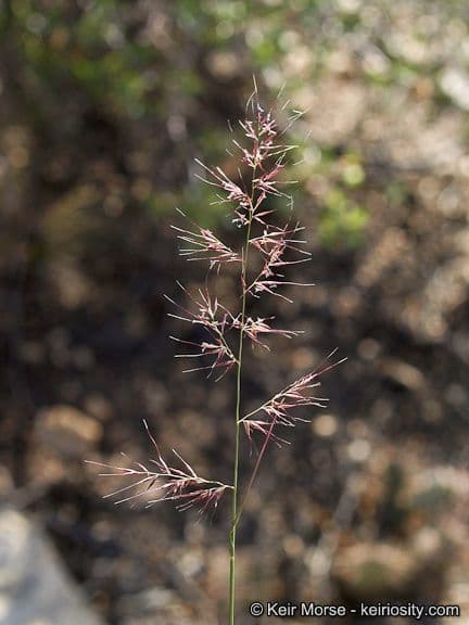 Muhlenbergia
