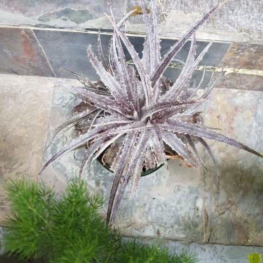 Dyckia 13