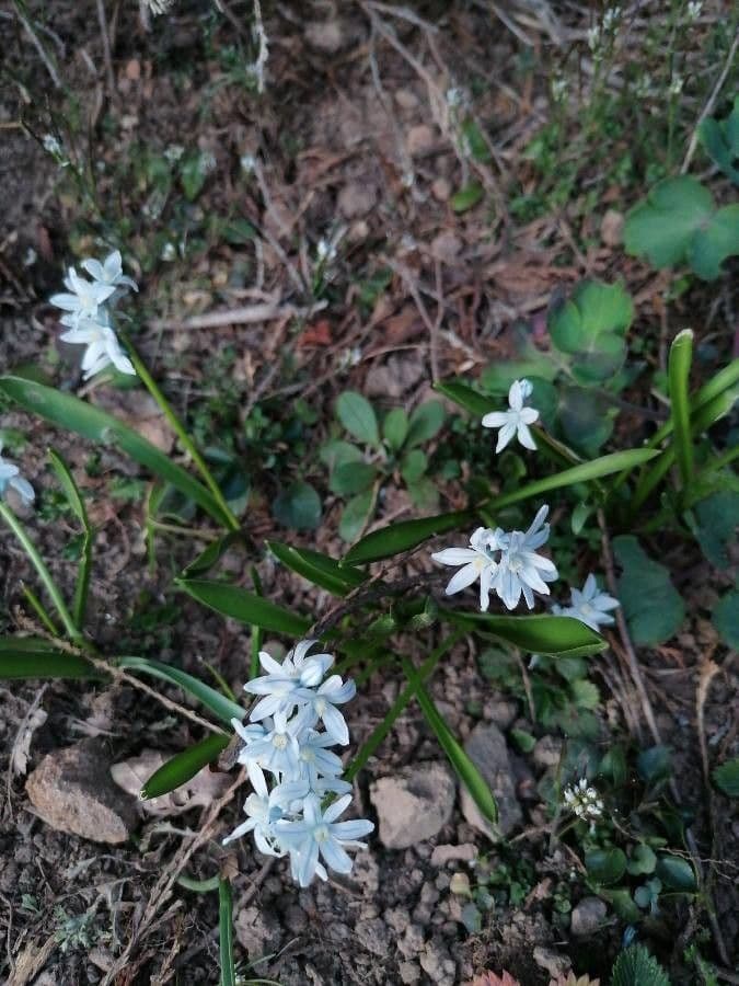 Puschkinia scilloides 14