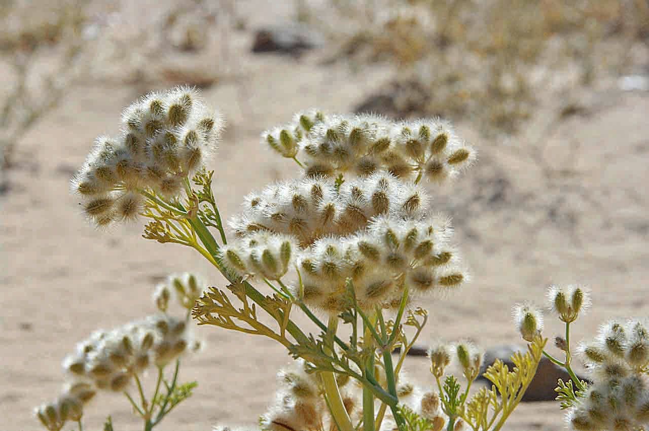 Ammodaucus 8