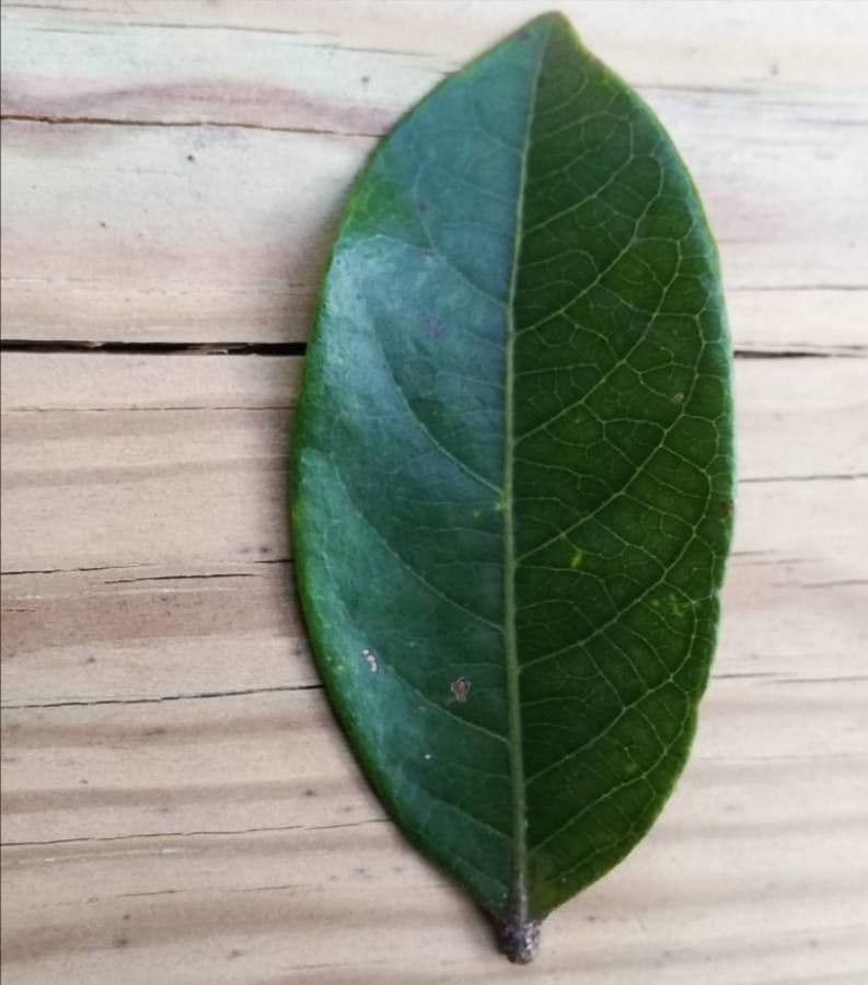 Phyllanthus 17