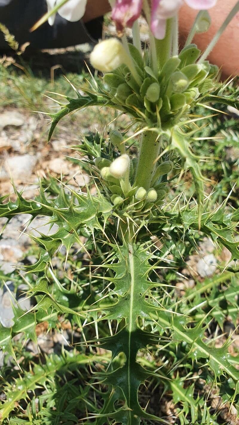 Campanula persiana 10
