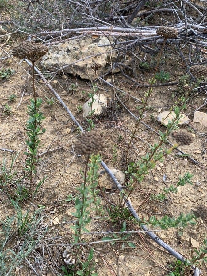 Achillea