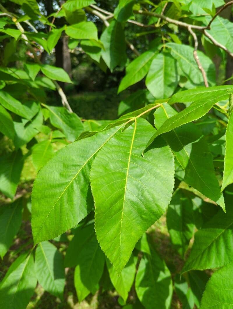 Carya ovata 17
