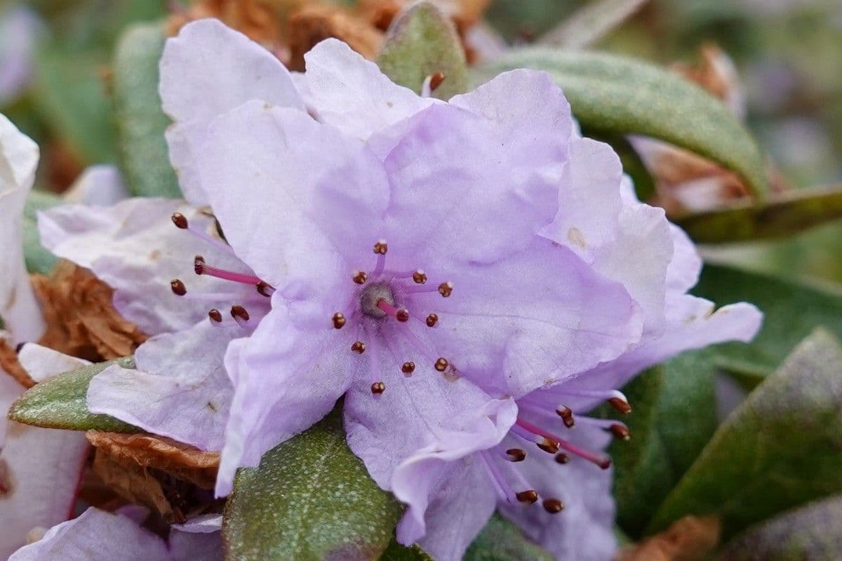 Rododendro 2