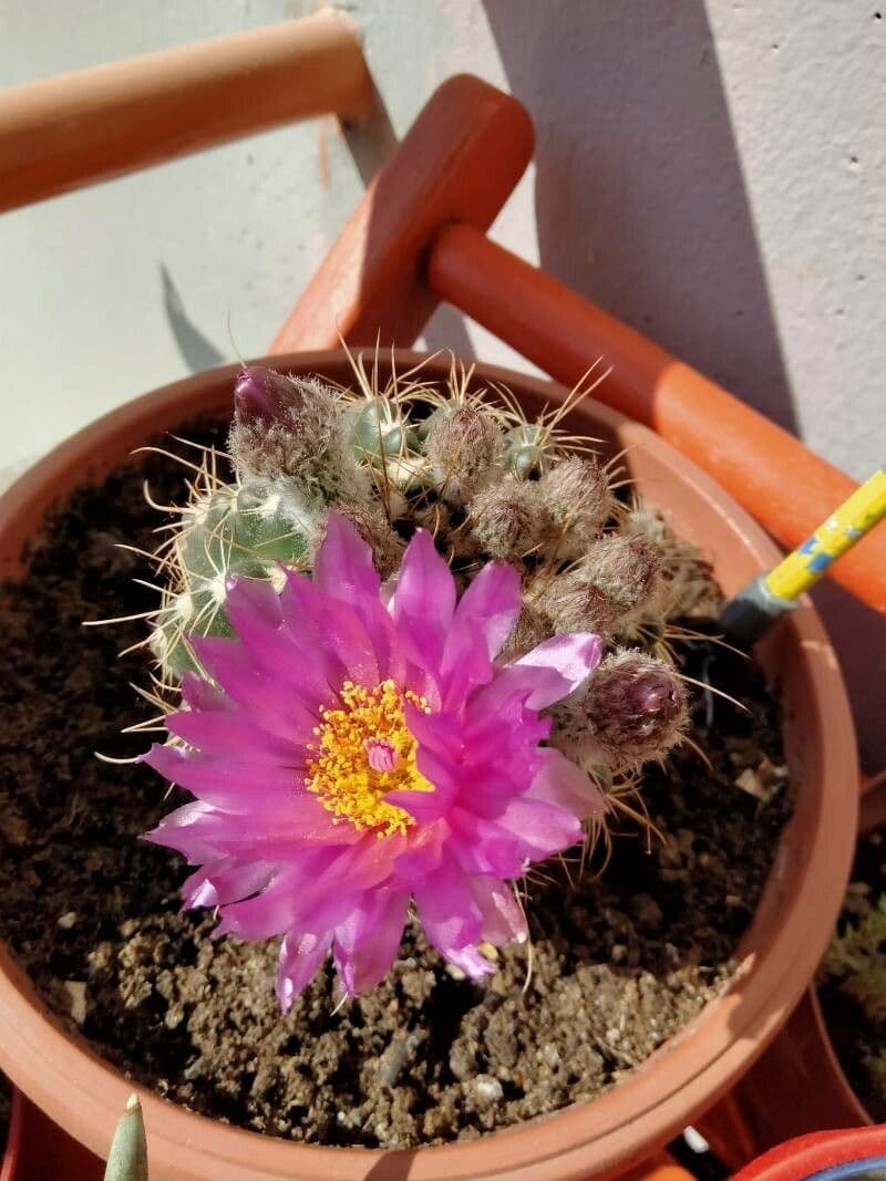 Parodia