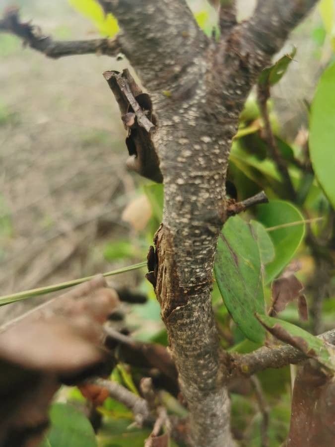 Chrysobalanus icaco 23