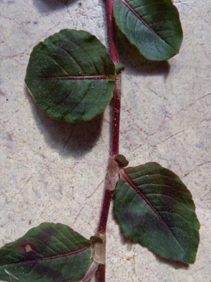 Poligono capitato 20