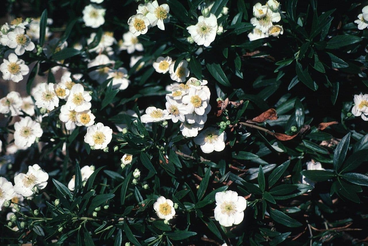 Baum-Anemone 12