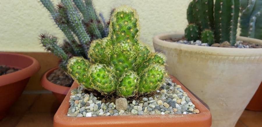 Cactus stella dorata 29