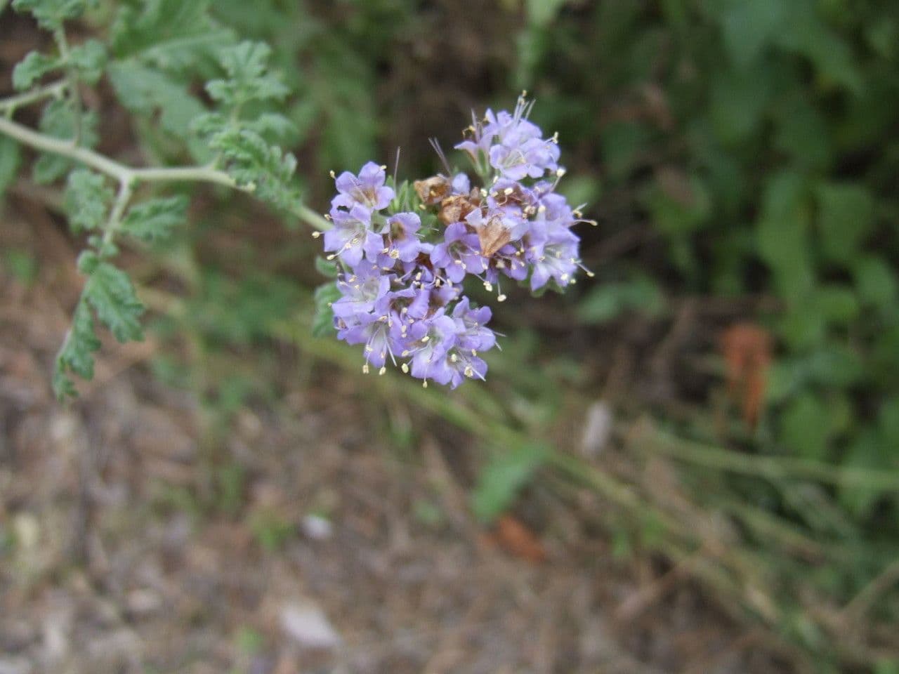 Facelia zbita 4