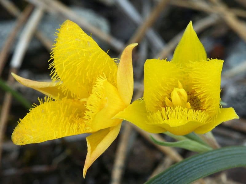Calochortus jednolistý 3