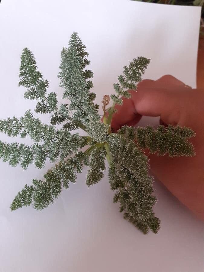 Lomatium 3