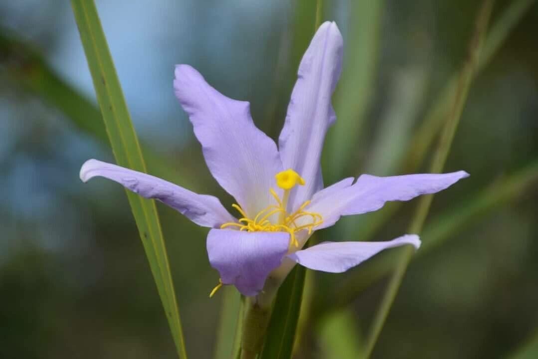 Vellozia