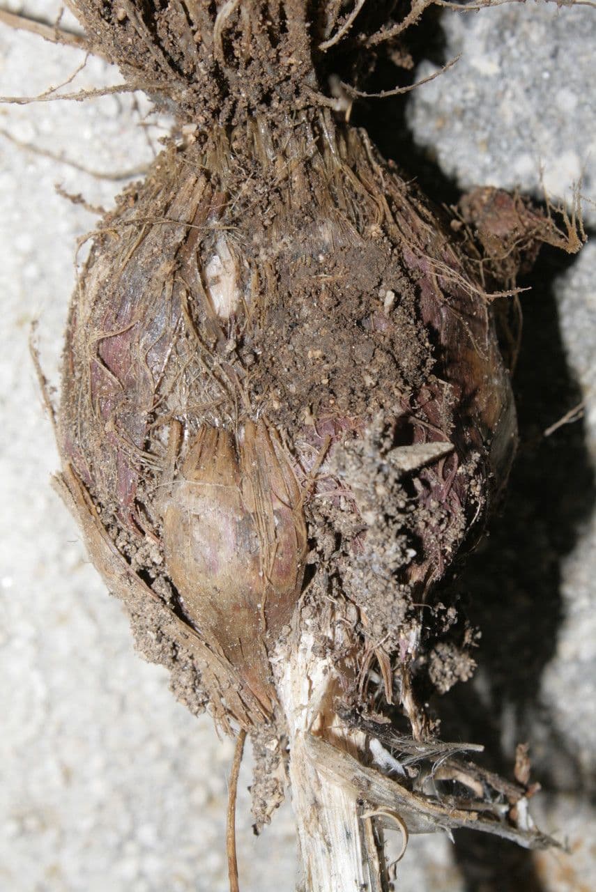 Aglio marino 23