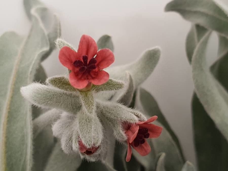 Cynoglossum dioscoridis 7