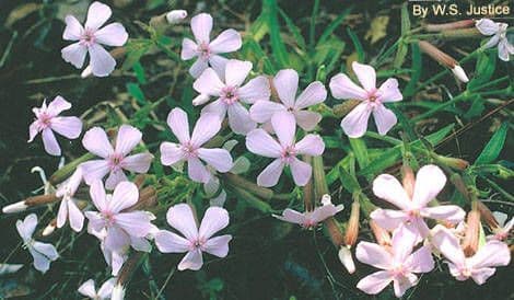 Silene della Carolina 2