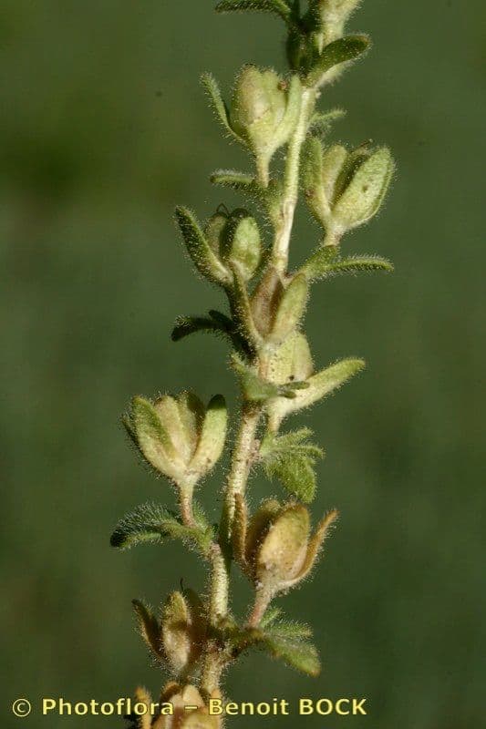 Veronica praecox