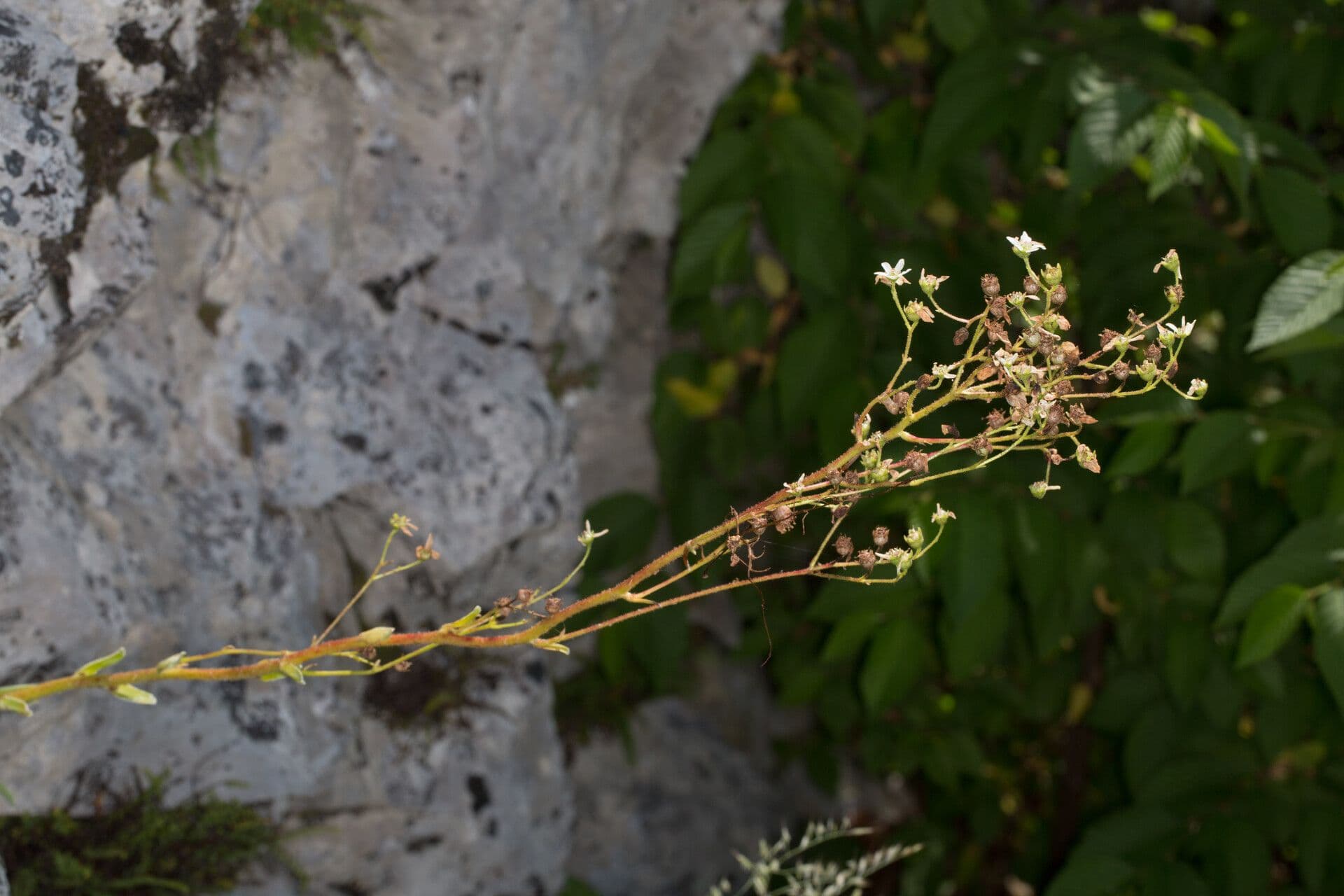 Saxifraga hostii 16