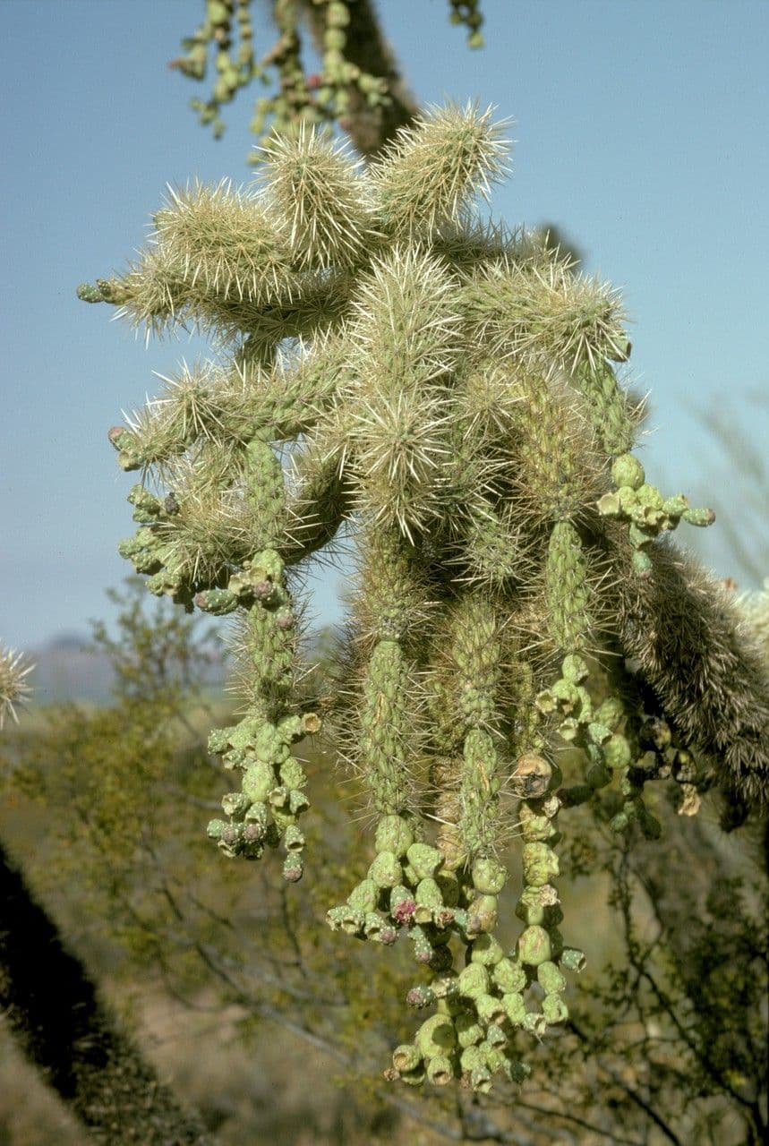 Feuer-Cholla 5