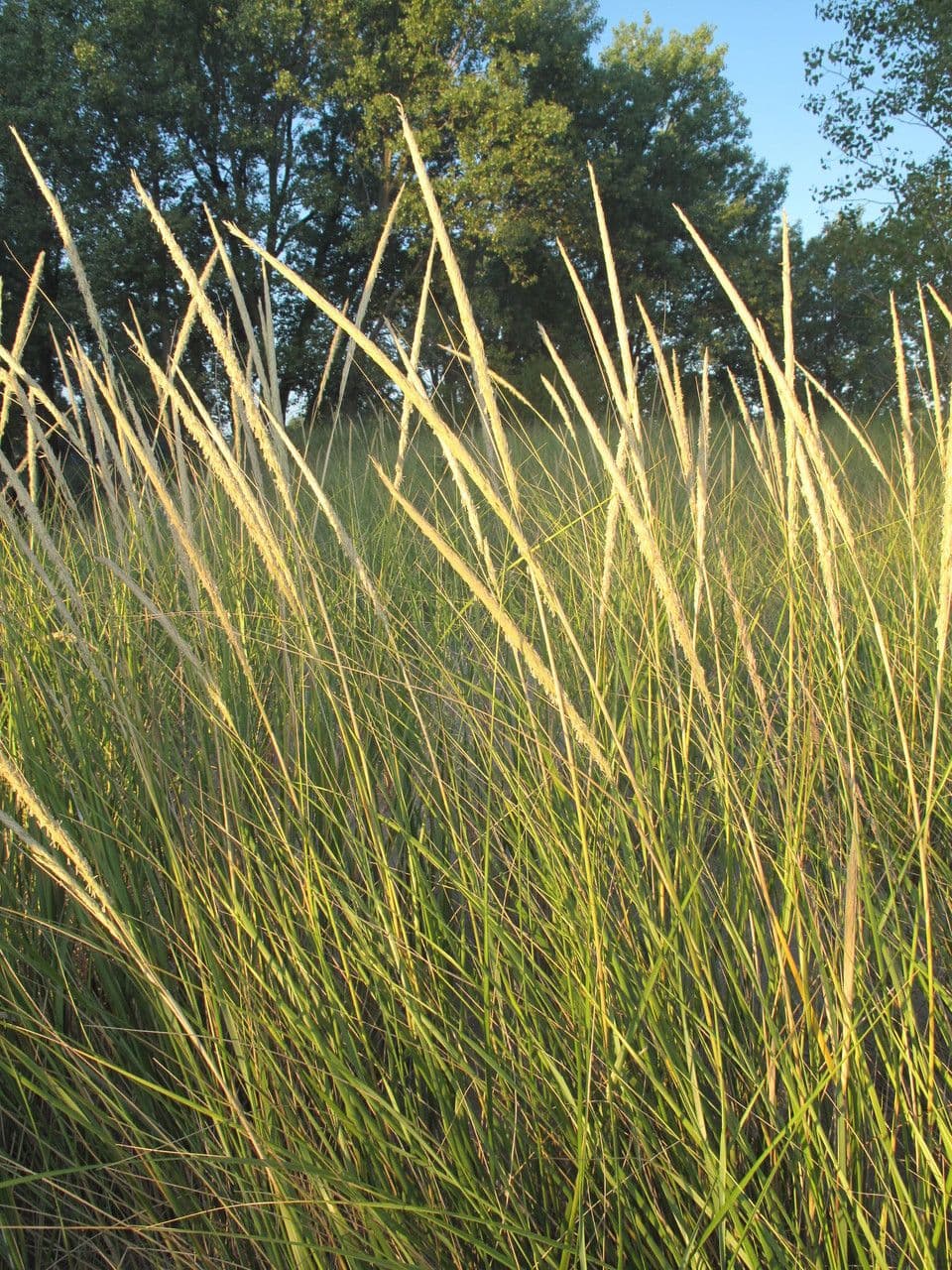 American beach grass 15