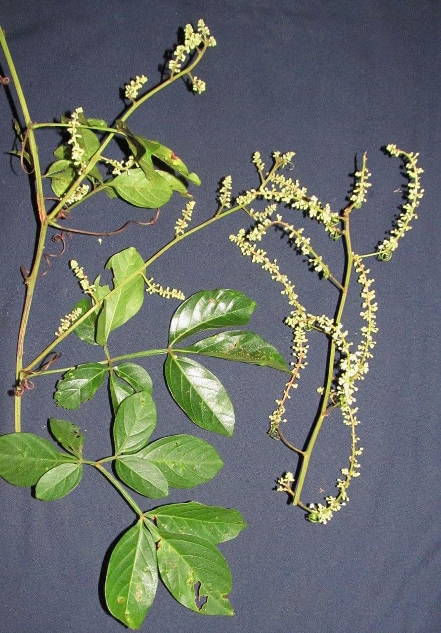 Serjania 7
