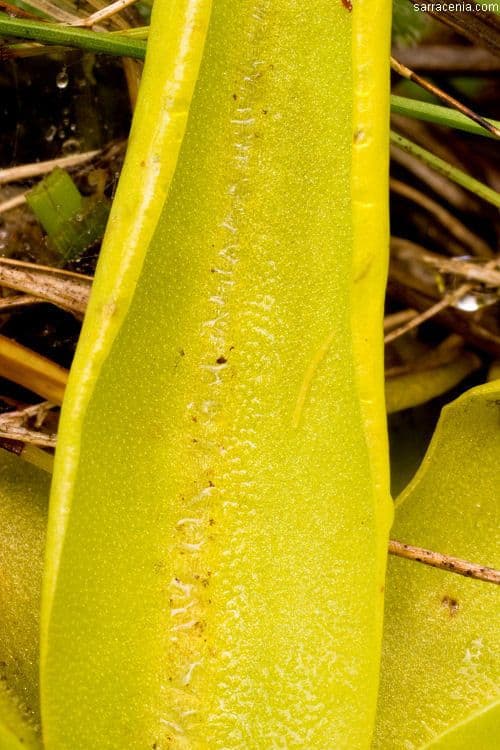 Pinguicula lutea 11