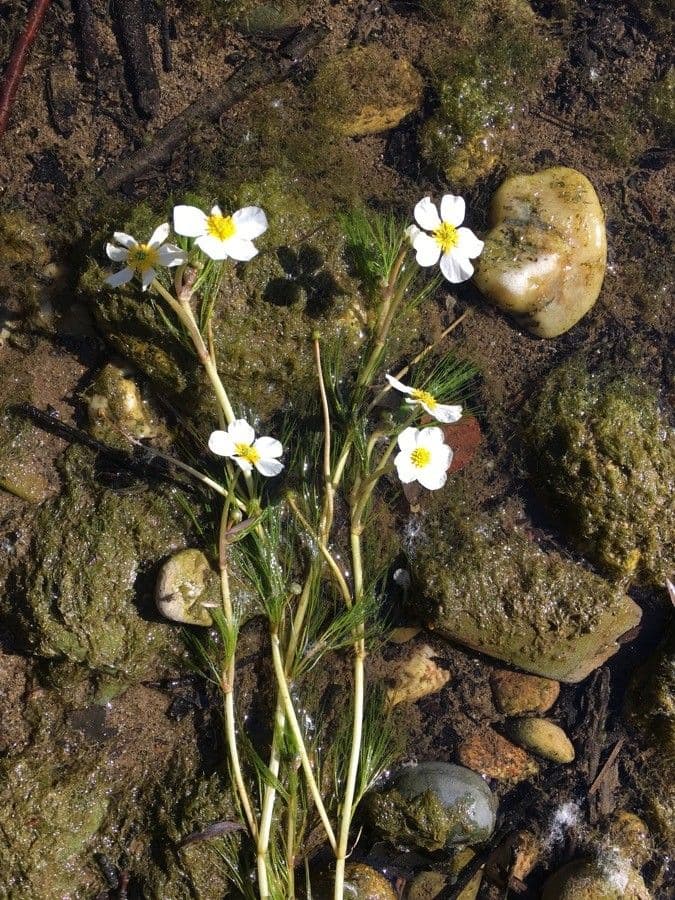 Ranunculus fluitans 14