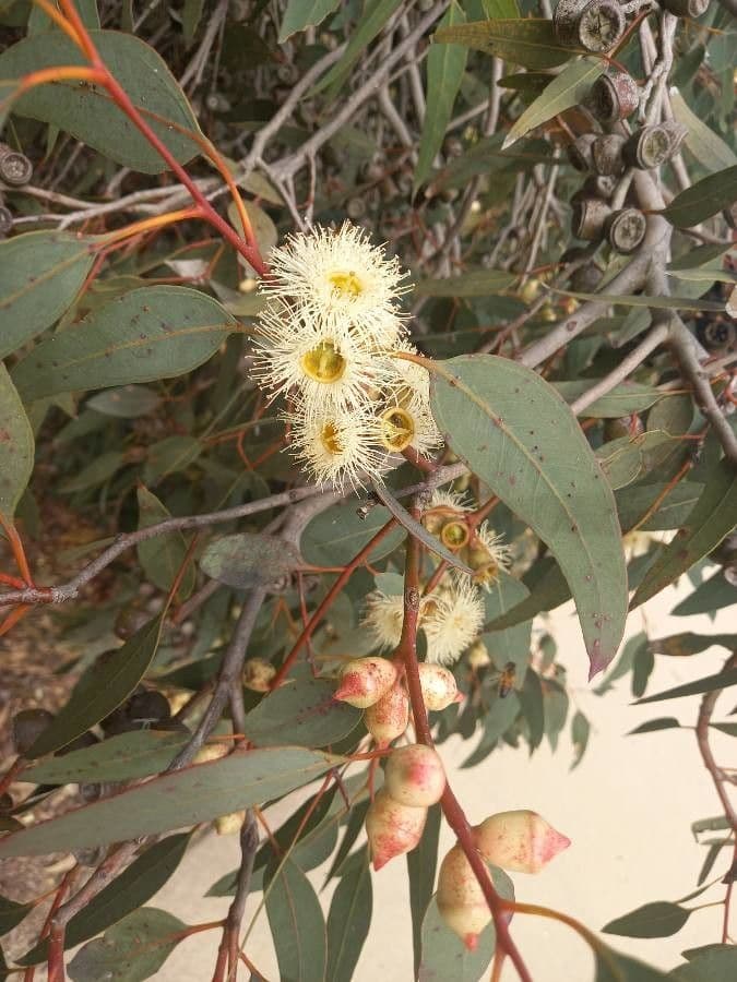 Kosmophylles Eukalyptusbaum 2