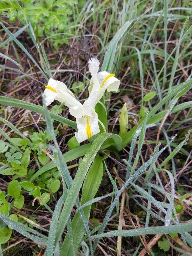 Iris 7