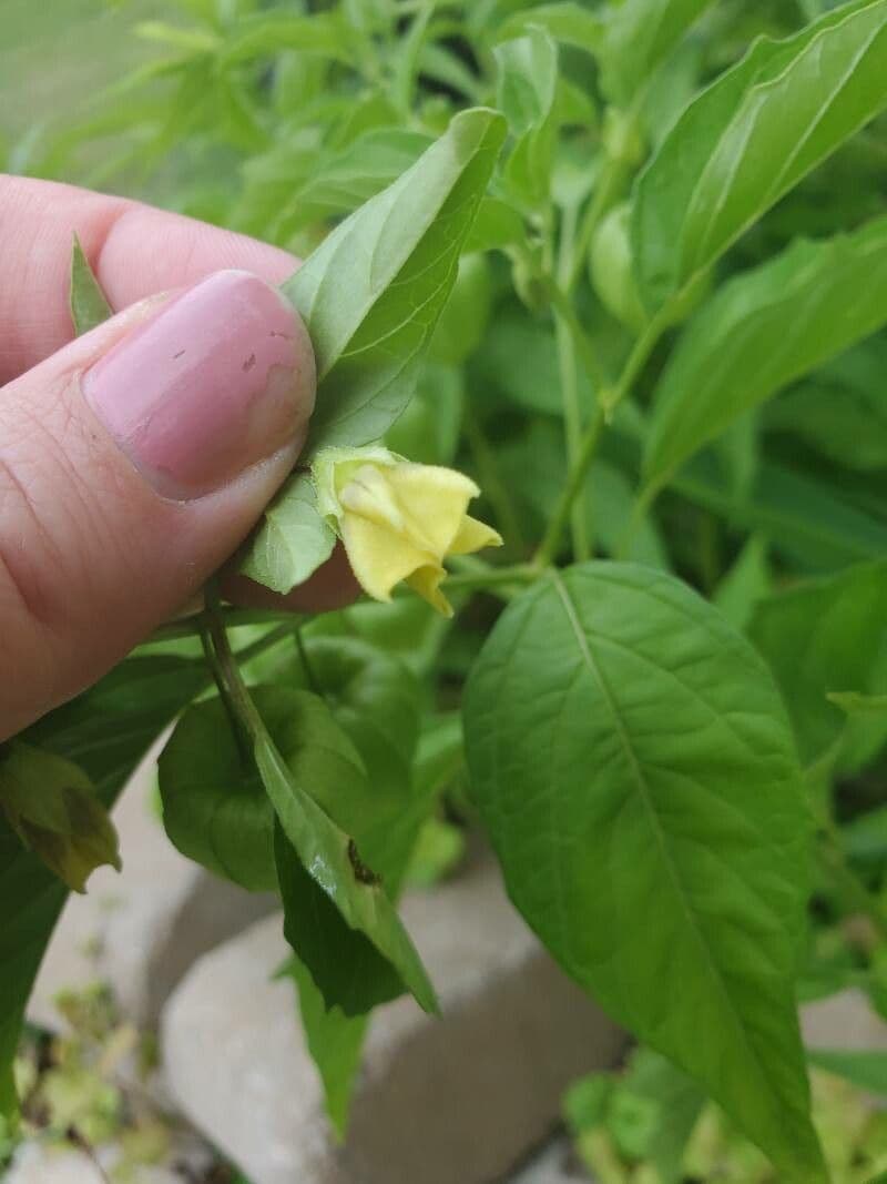 Physalis pumila 4