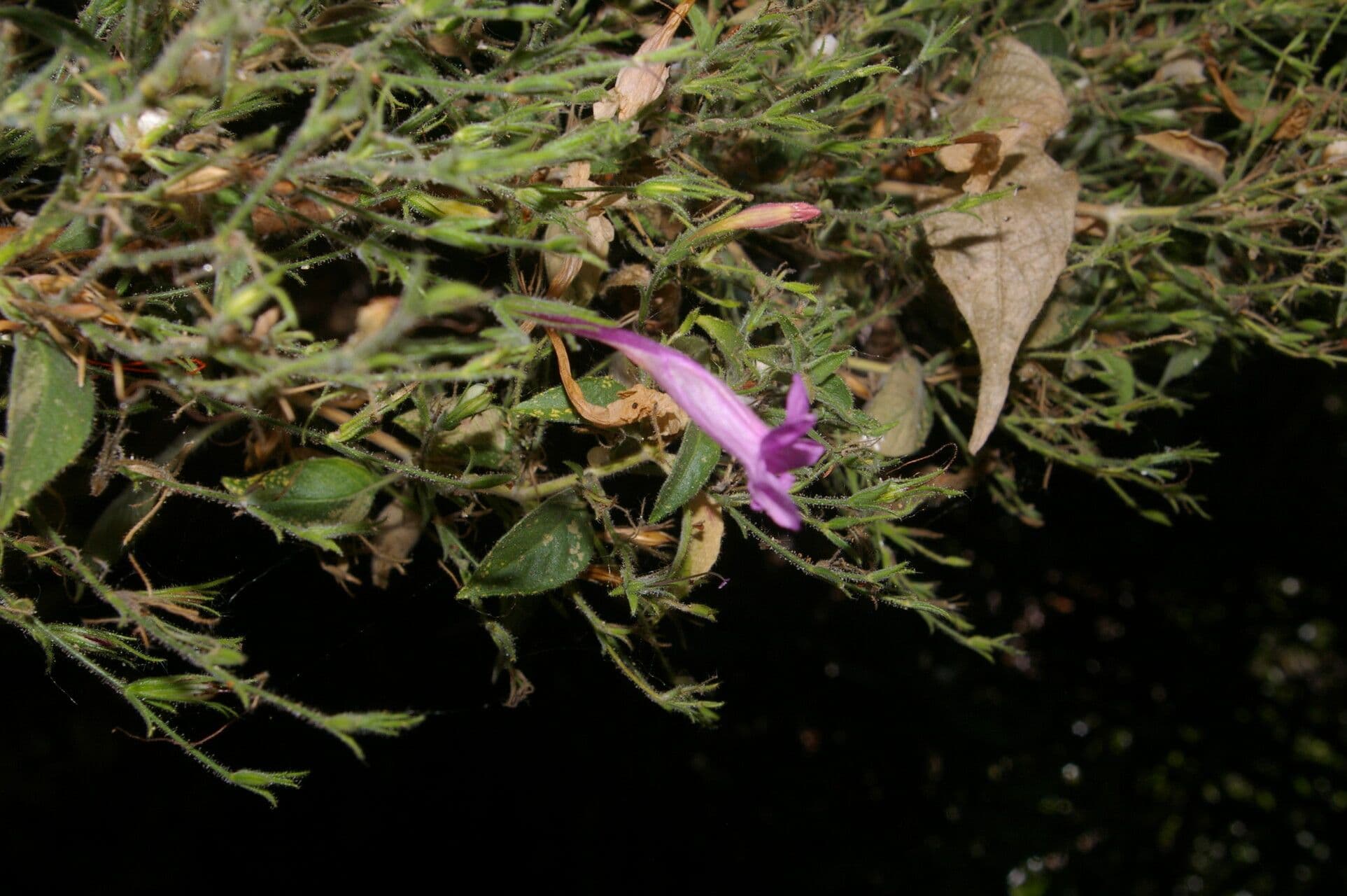 Ruellia 8