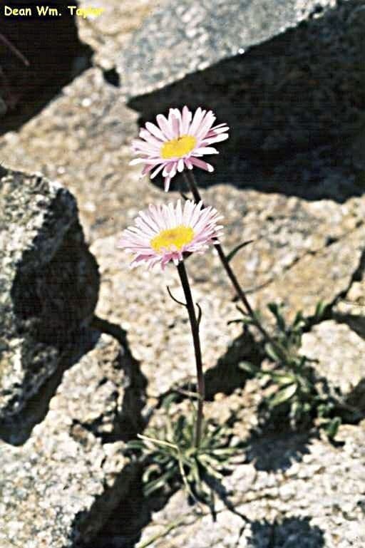 Fleabane 7