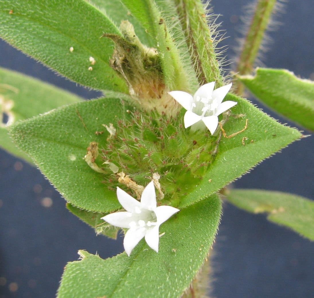 Richardia scabra 24