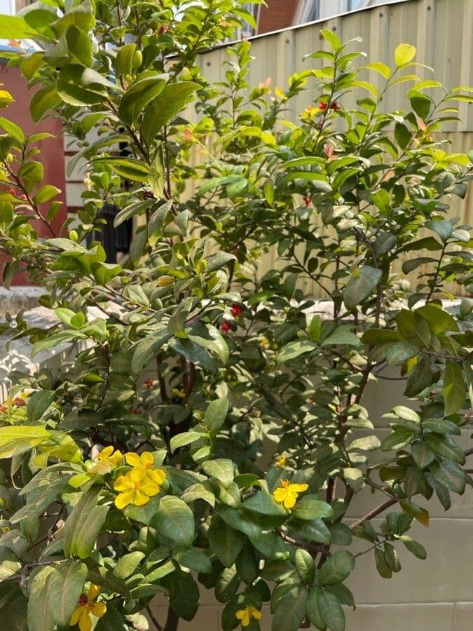 Ochna serrulata 14