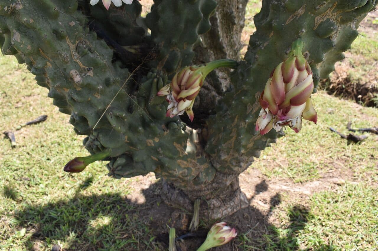 Cactus seto 13