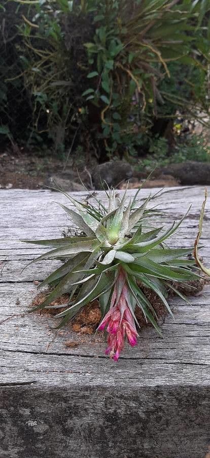 Tillandsia utricolata 4