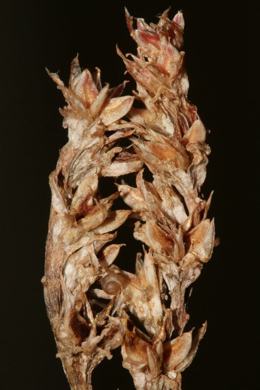 Sedum litorale 12