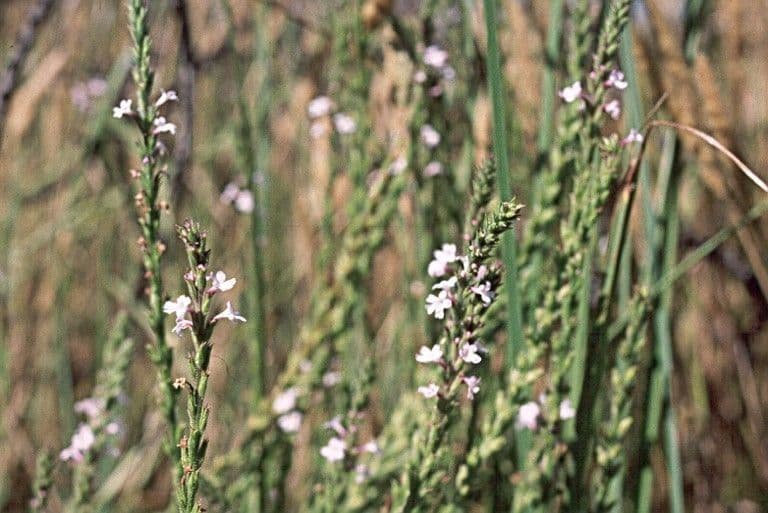 Verbena californiana 4