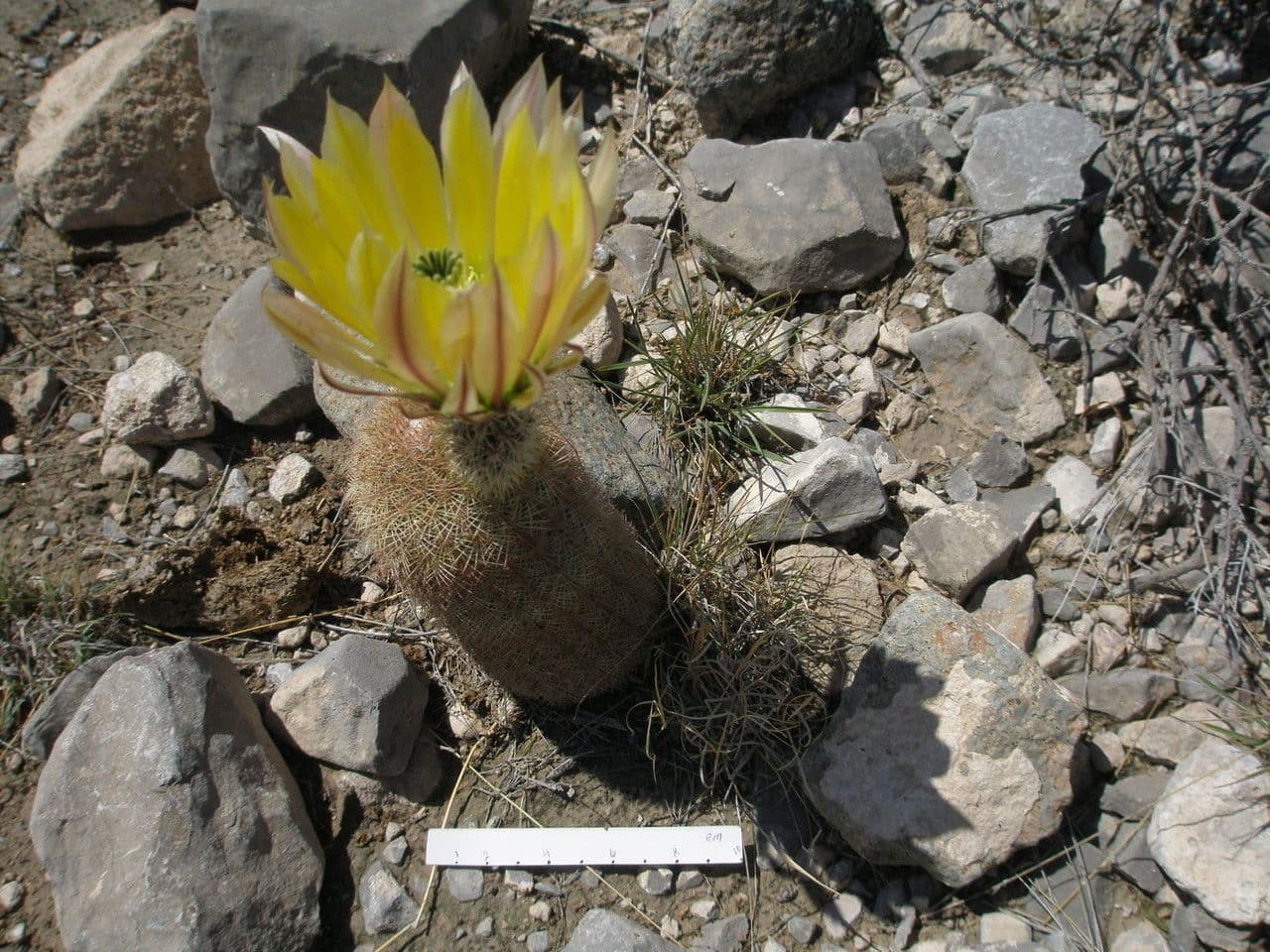 Echinocereus