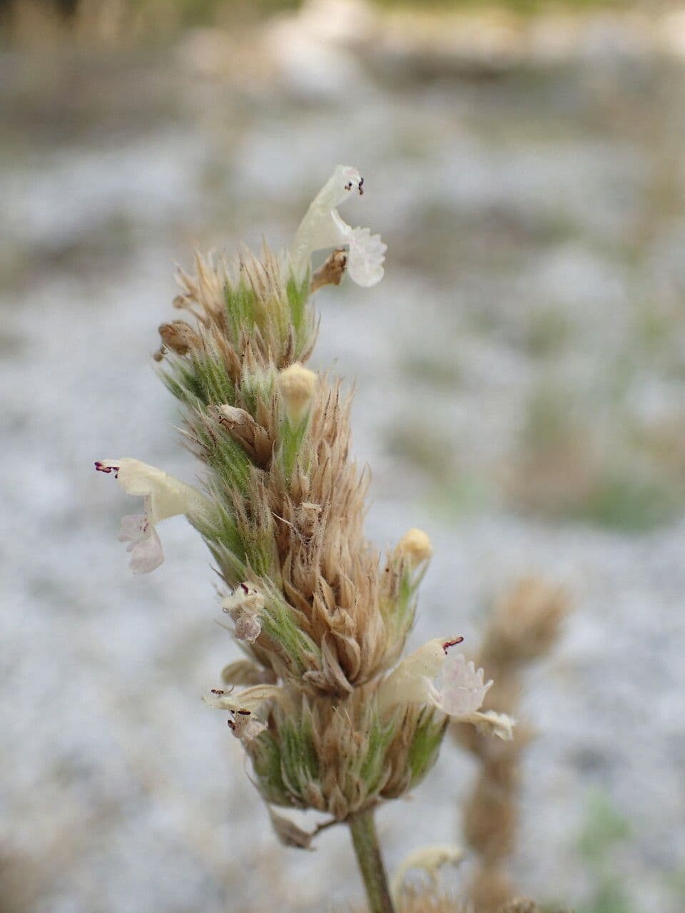 Erba gatta 2