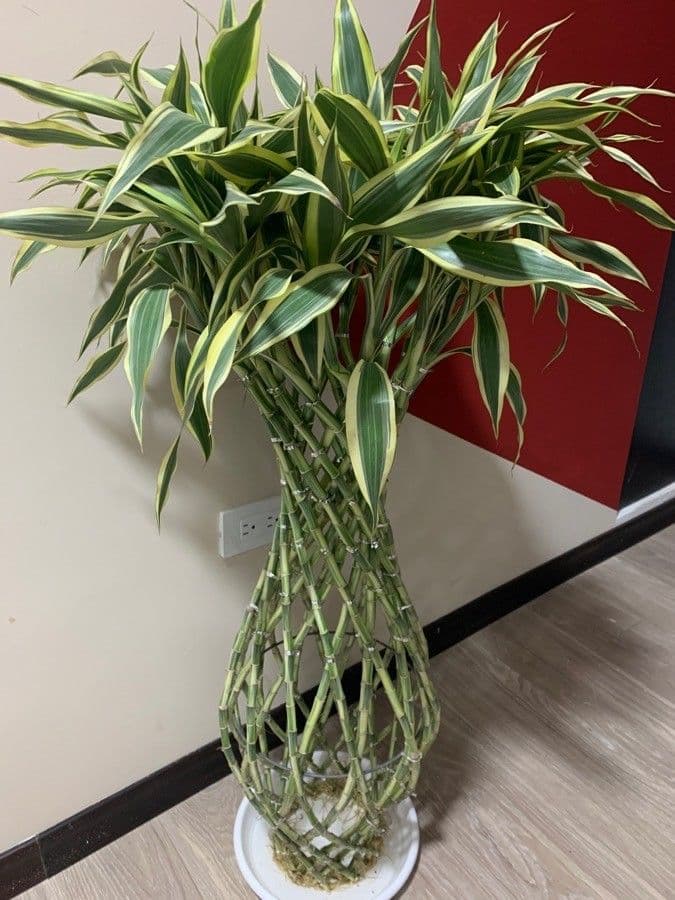 Dracena 19