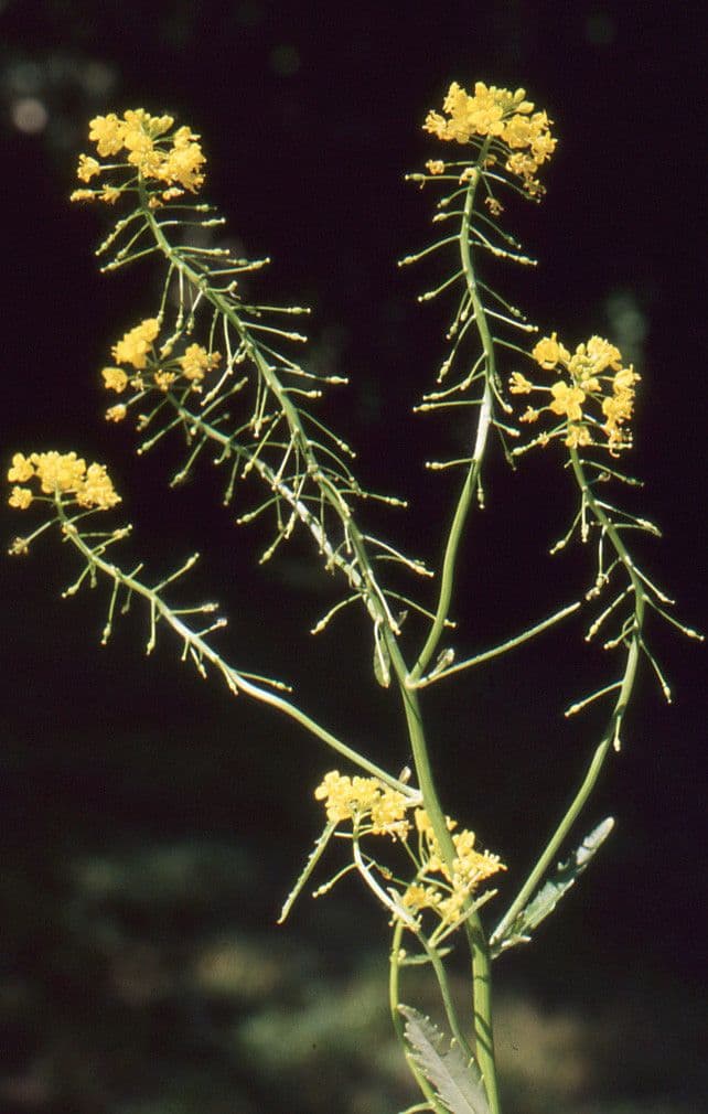 Rorippa anfibia 25