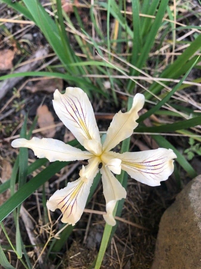Iris