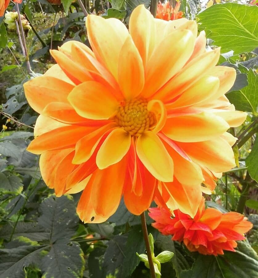 Dalia 6