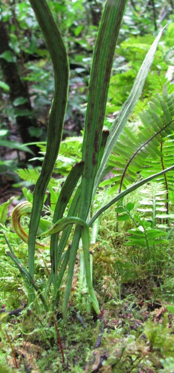 Polytaenium 2
