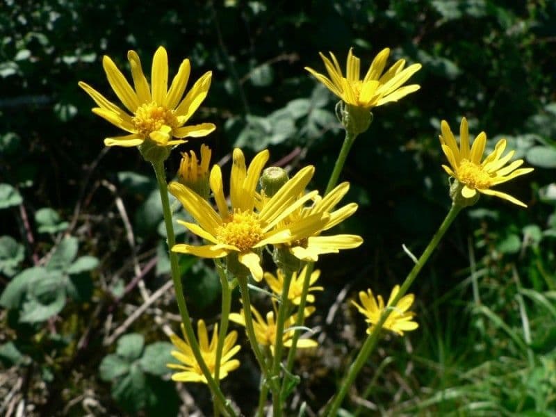 Senecione 2