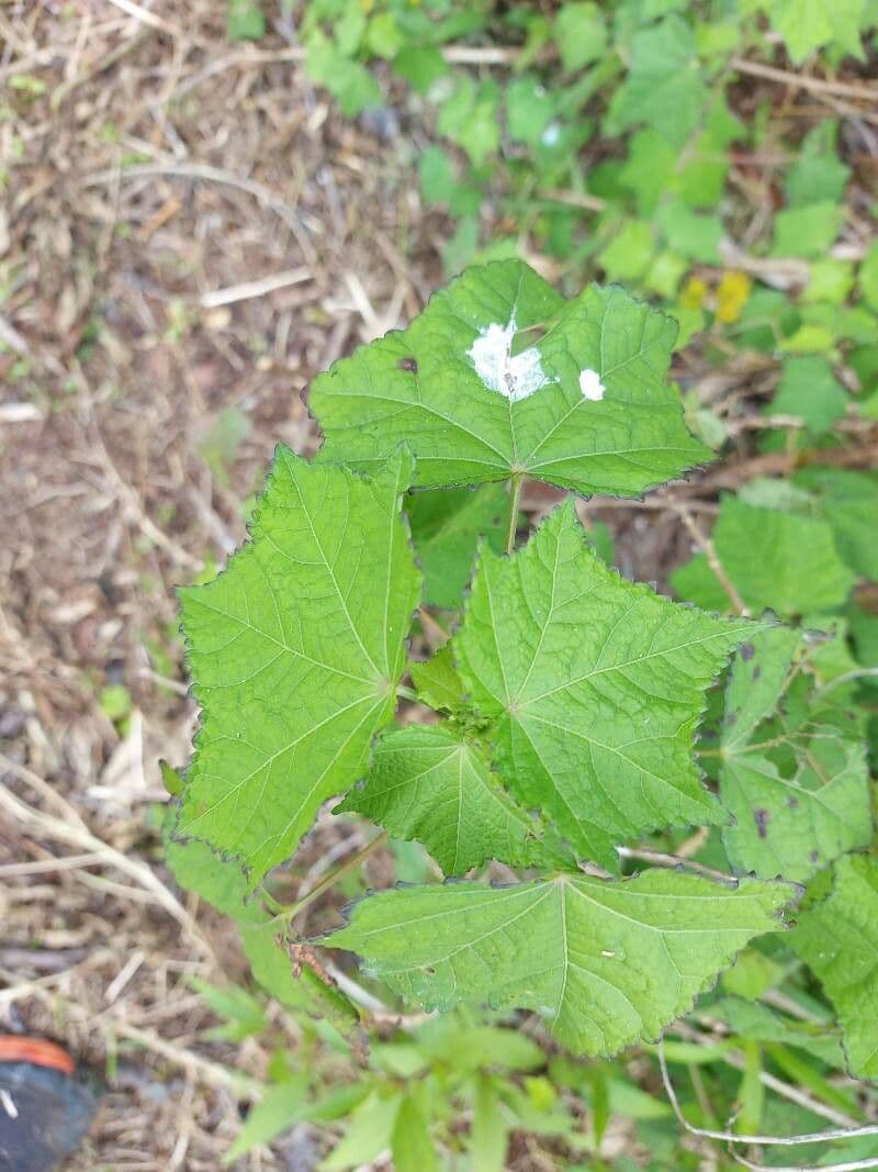 Pavonia columella 9