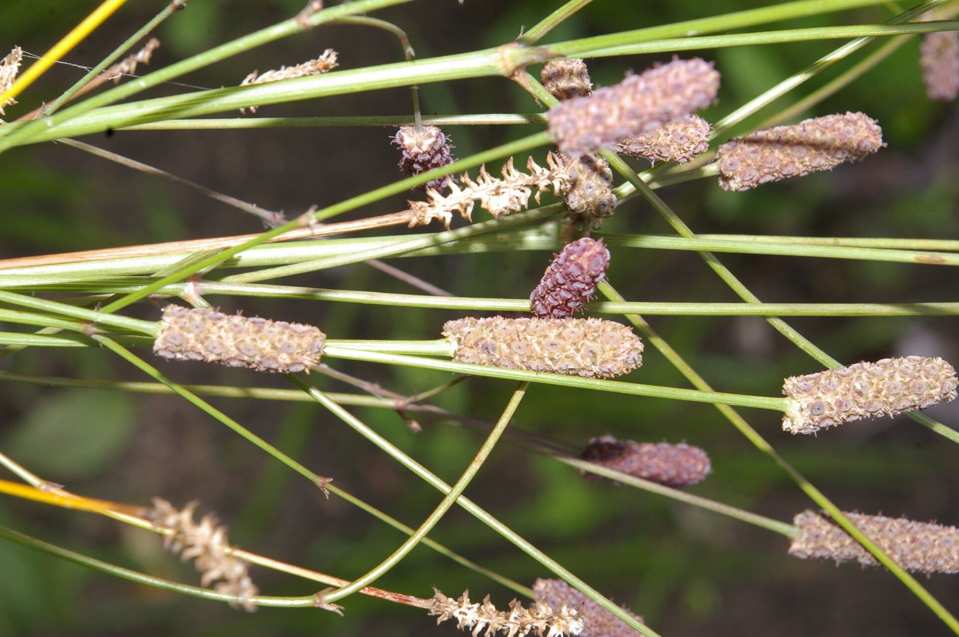 Panicaut sans bractées 3