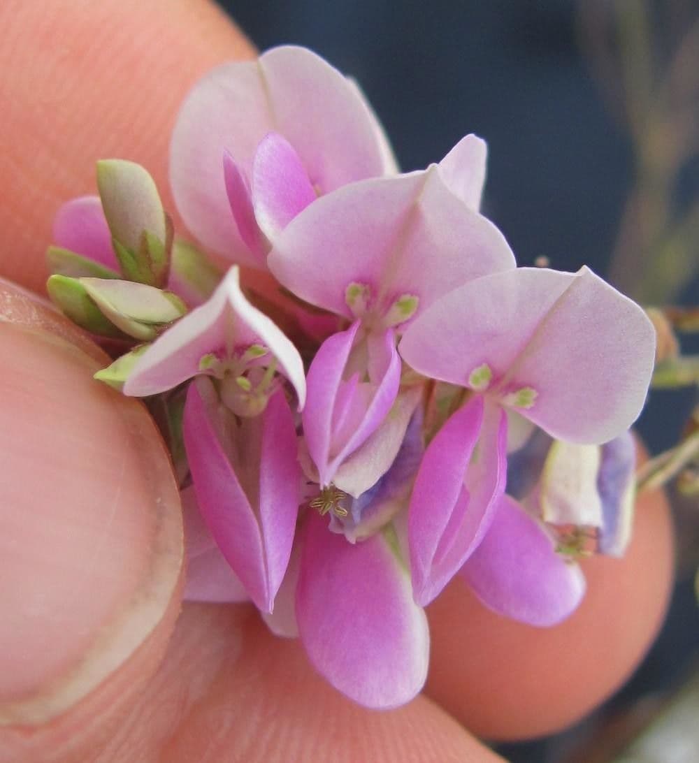 Desmodium cajanifolium 8